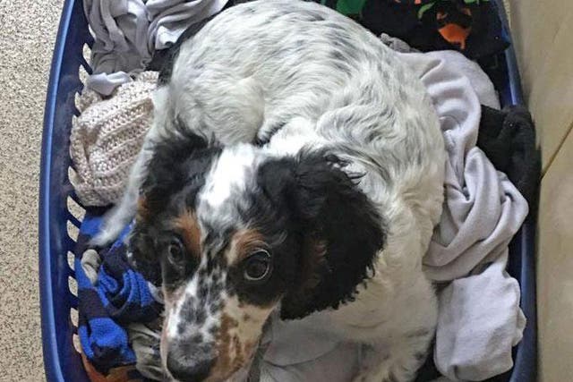 Benji the puppy, apparently drowned in a bath by burglars