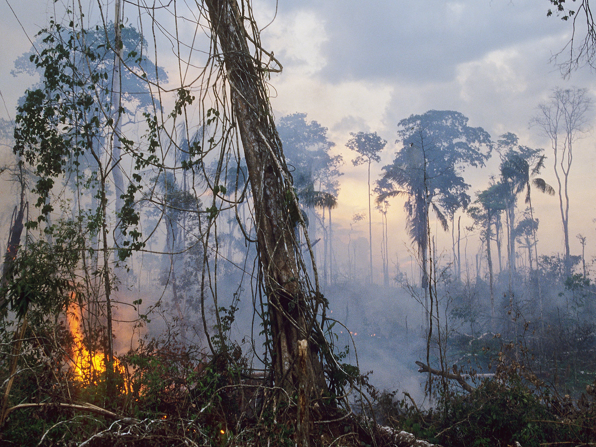 Slash and burn clearings are one of the many illegal activities targeted by GEF