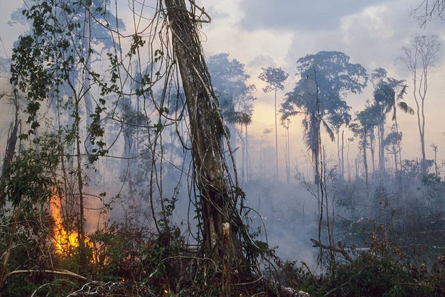 Slash and burn clearings are one of the many illegal activities targeted by GEF