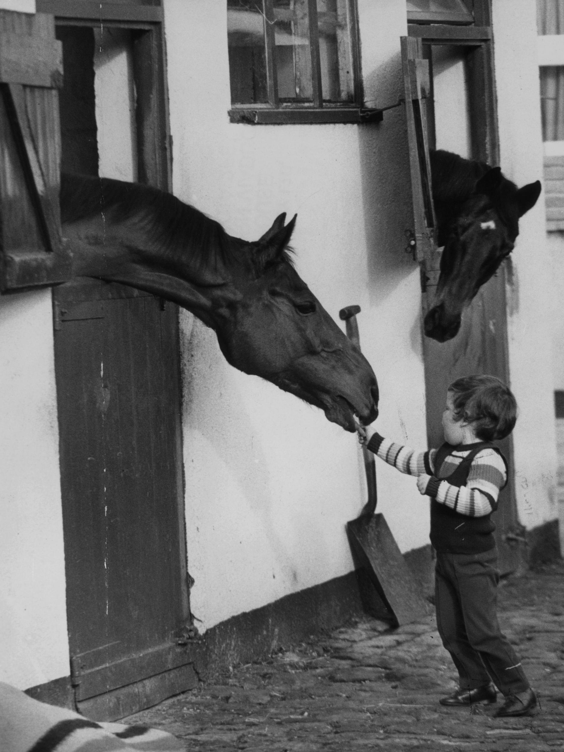 The son of the racehorse trainer, Donald McCain, feeding carrots to Red Rum in '74