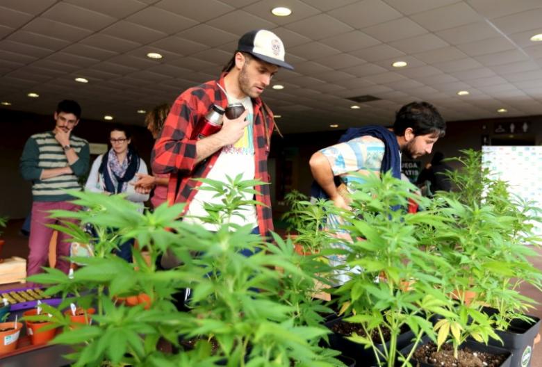 People observe marijuana plants while visiting the 'Expo Cannabis' forum in Montevideo