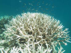 Second mass bleaching in 12 months devastates Great Barrier Reef