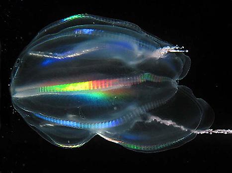 Comb jellies, aka Ctenophores, similar to this may have been the earliest form of animal