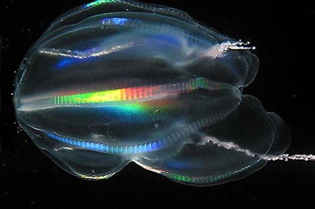 Comb jellies, aka Ctenophores, similar to this may have been the earliest form of animal