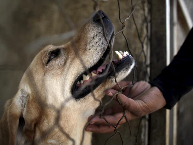 A stray dog impounded