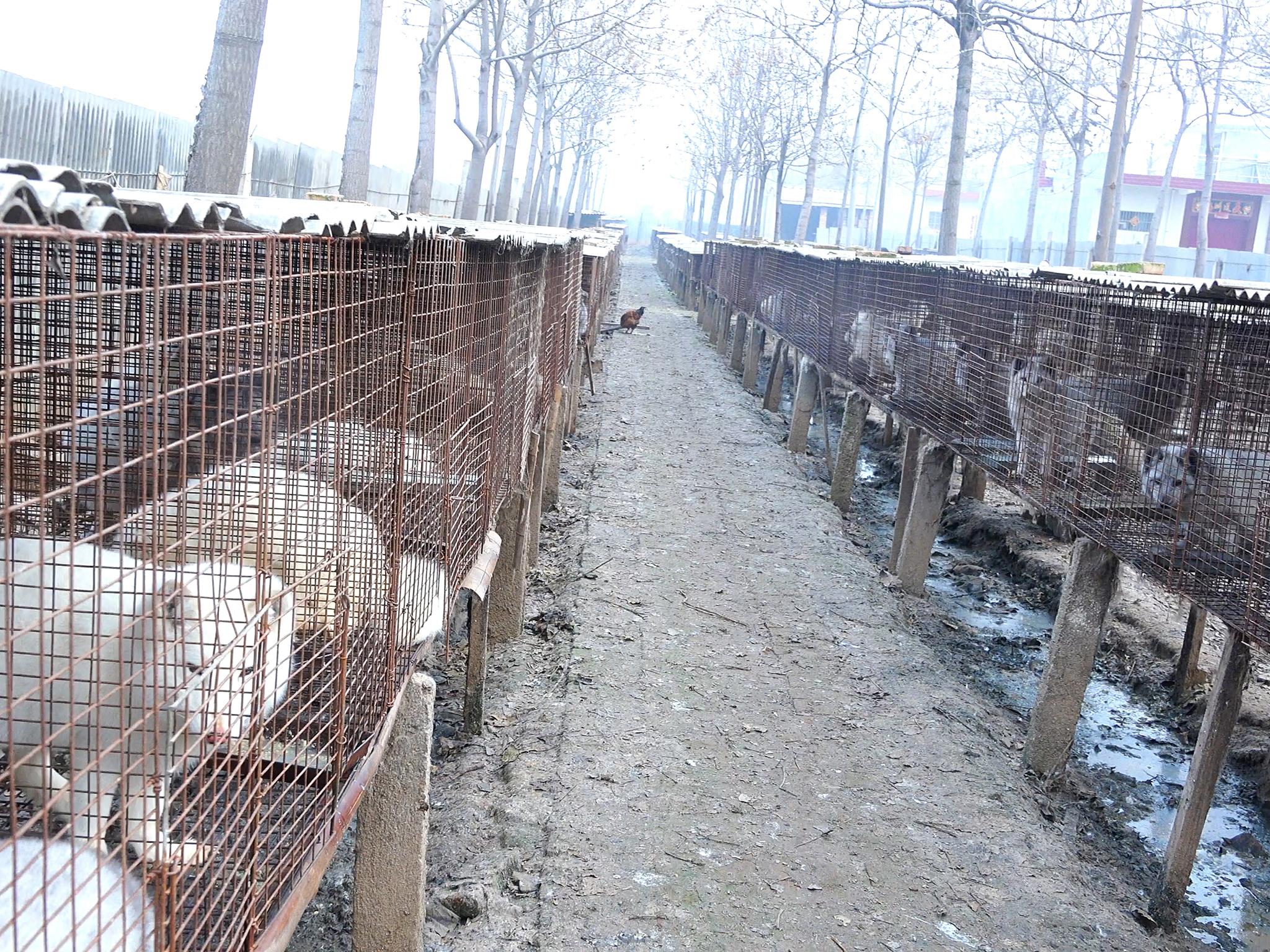 HSI commissioned an investigation at a fox and raccoon dog fur farm in China in 2015, where animals were killed using anal electrocution and beating