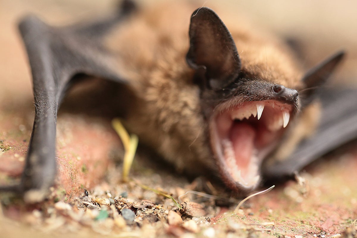 What is lyssavirus? The deadly ‘bat rabies’ that’s been found in the UK