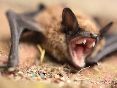 Dead bat found in Walmart bagged salad prompts rabies investigation