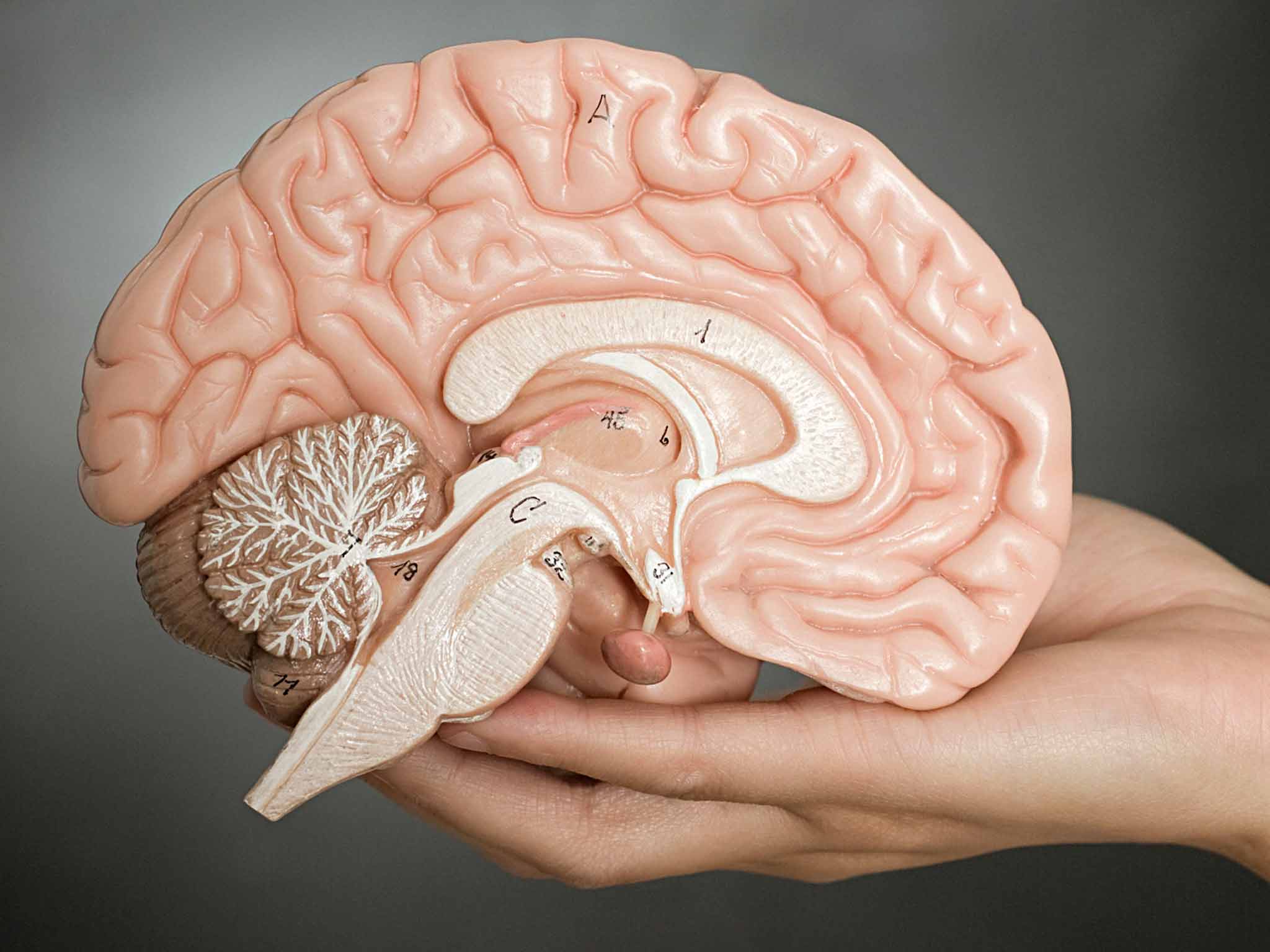 brain stem model