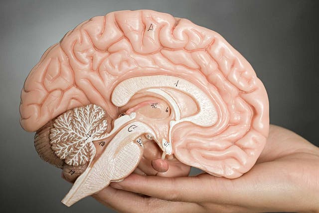 The human brain could be organised in a subtly different way than previously thought