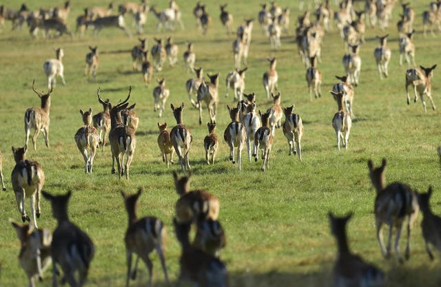 A herd of deer in Richmond Park, London