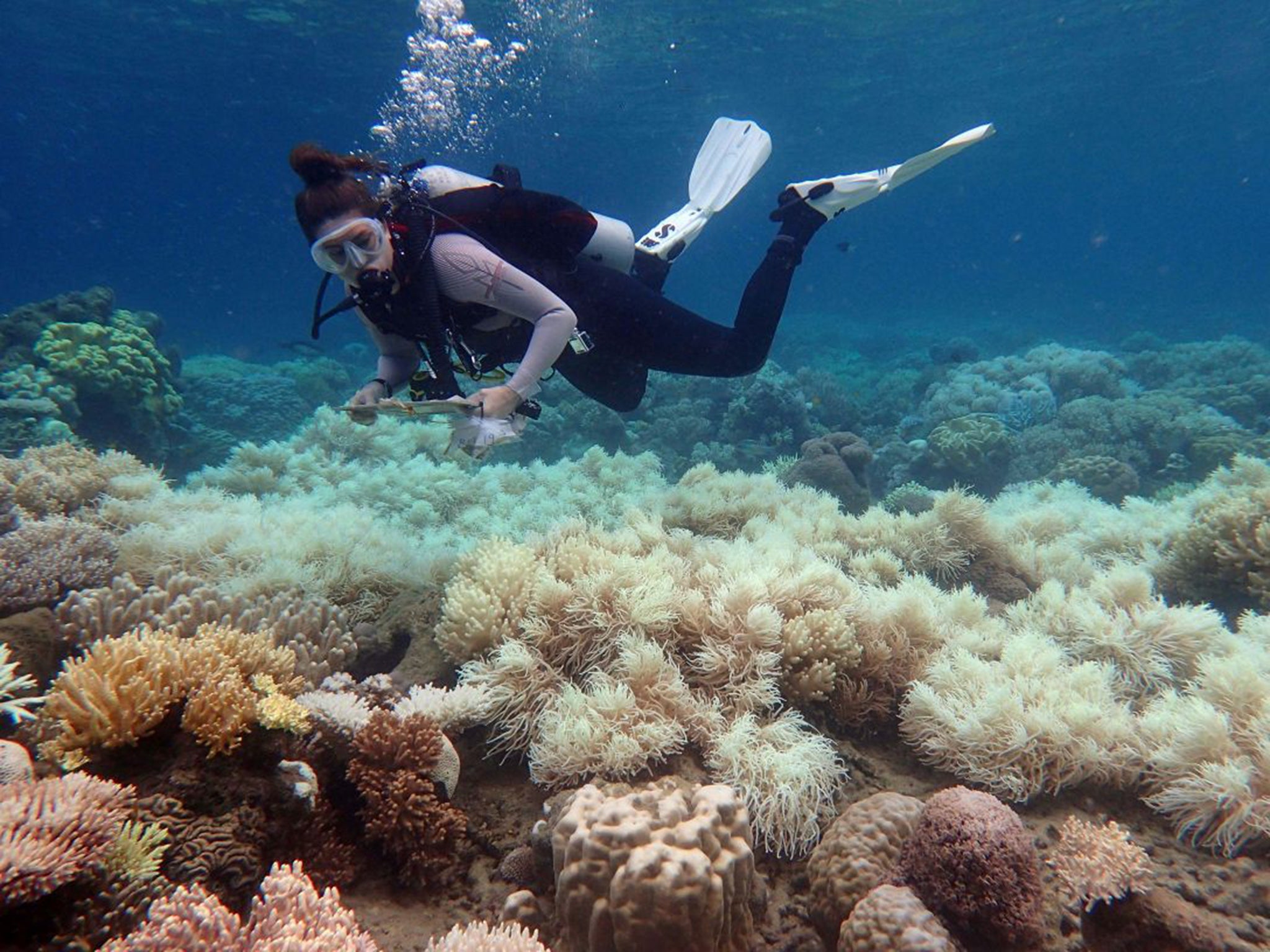 A scientist examines bleached coral on the Great Barrier Reef near Orpheus Island