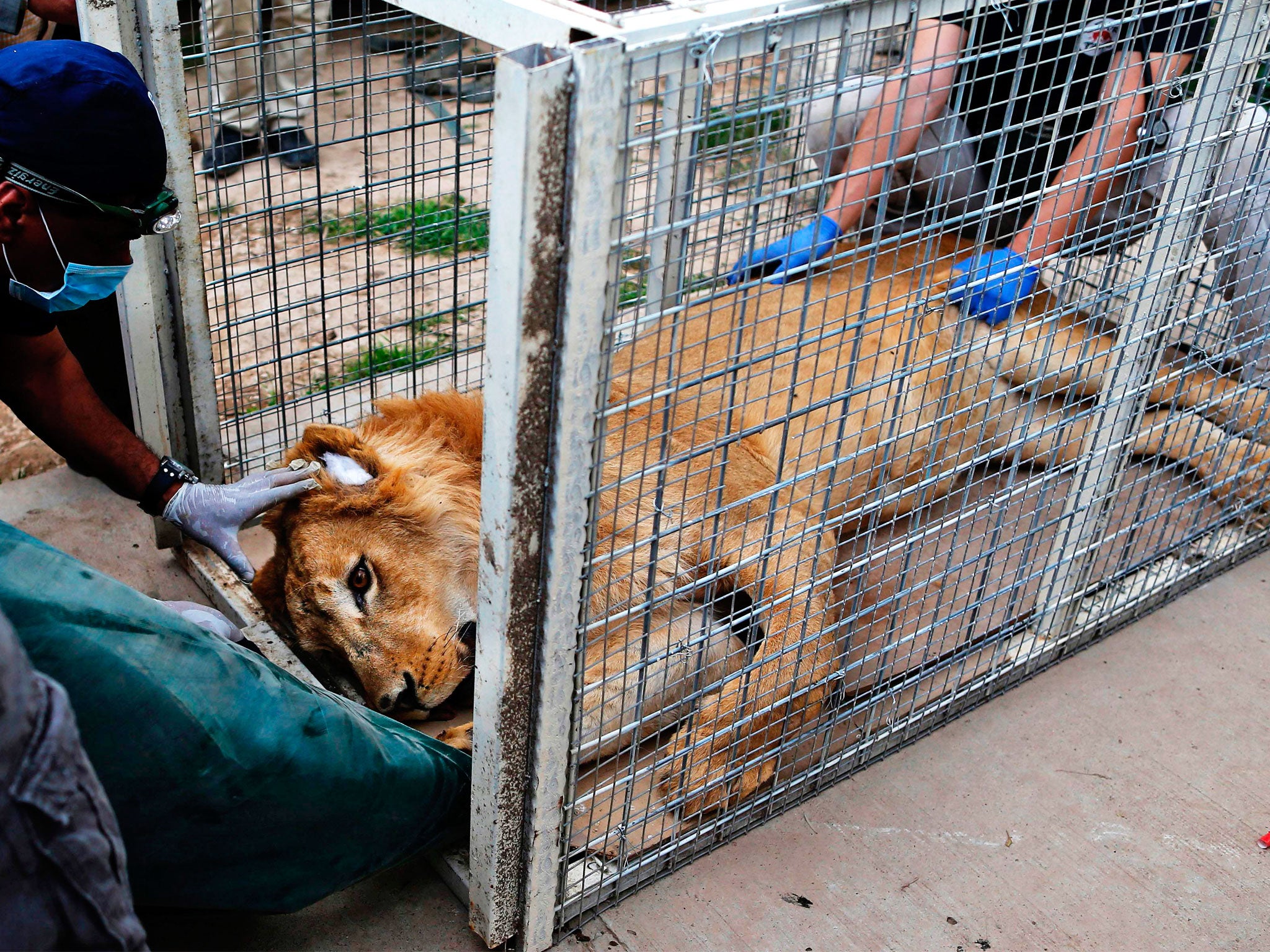 Members of the international animal welfare charity 'Four Paws' treating Simba, a lion abandoned at Muntazah al-Nour zoo in Mosul