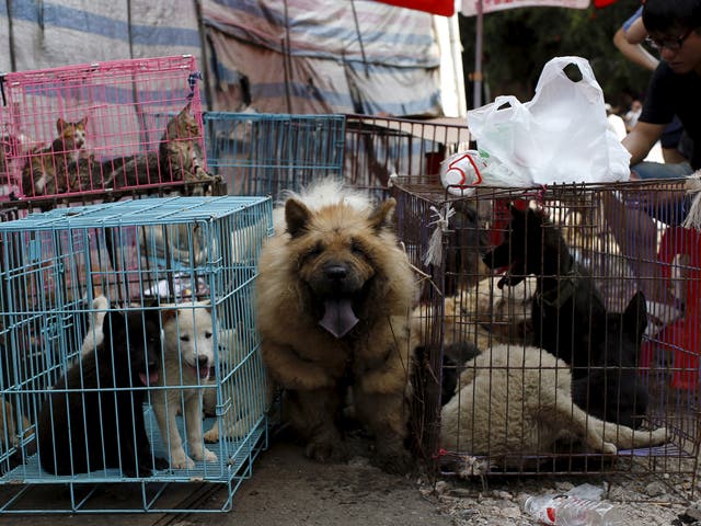 Dogs and cats on sale at a meat market in Asia