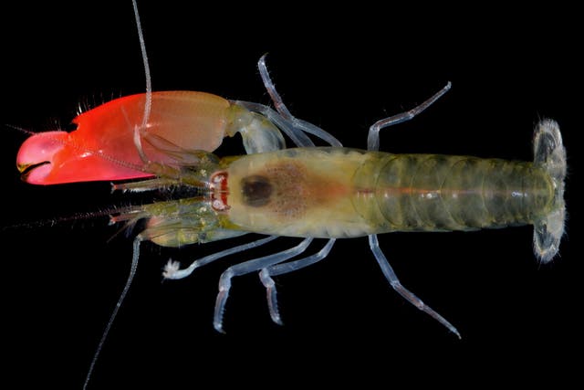 The newly discovered pistol shrimp, which has been named Synalpheus pinkfloydi, by zoologist and prog rock fan Dr Sammy de Grave from Oxford University's Museum of Natural History