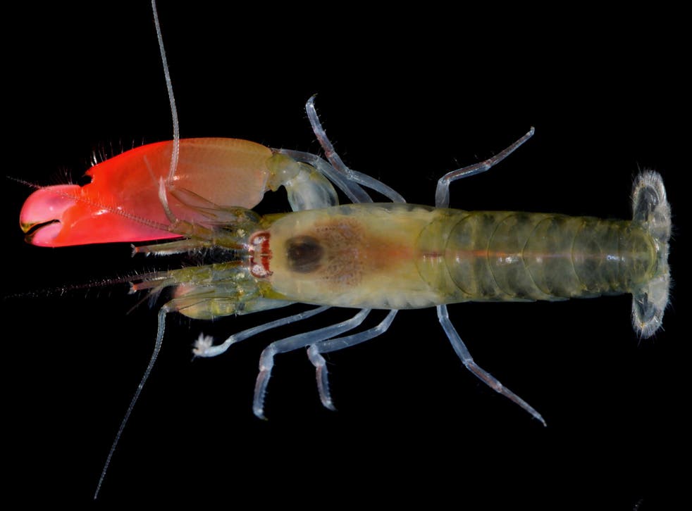 The newly discovered pistol shrimp, which has been named Synalpheus pinkfloydi, by zoologist and prog rock fan Dr Sammy de Grave from Oxford University's Museum of Natural History
