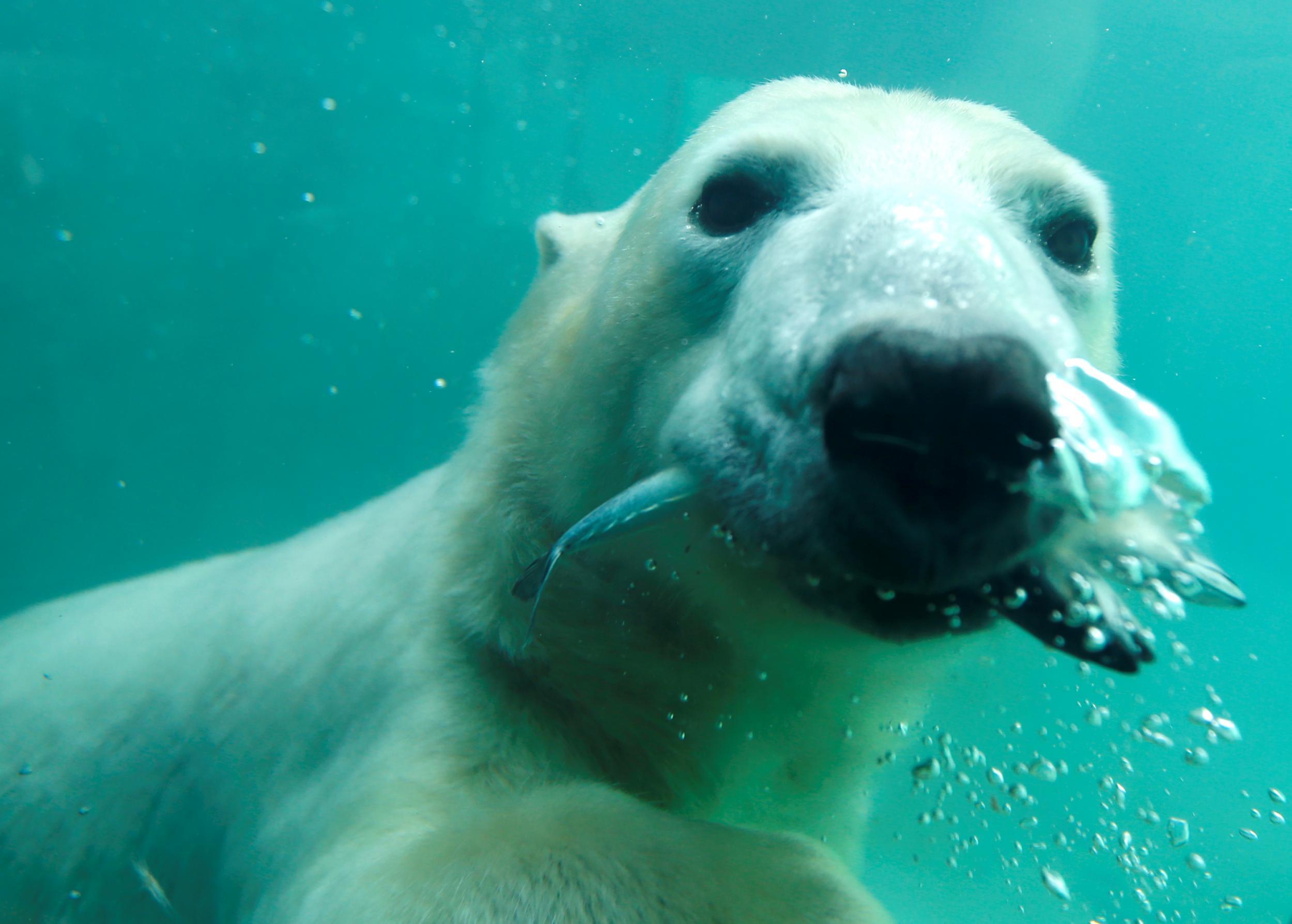 A polar bear eats a snack in the pool at Budapest zoo in Hungary
