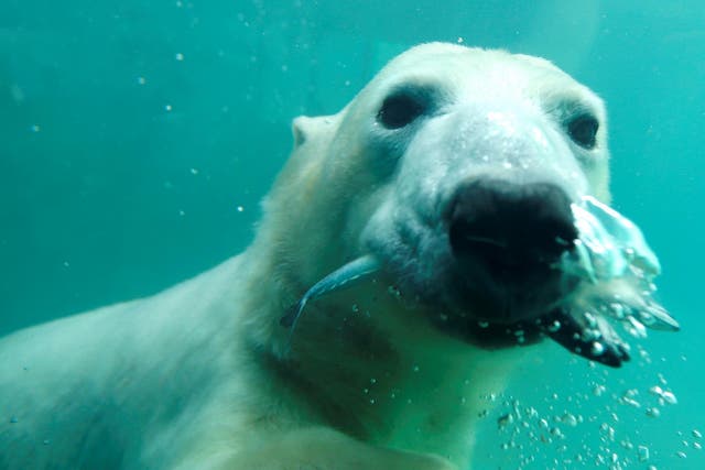 A polar bear eats a snack in the pool at Budapest zoo in Hungary