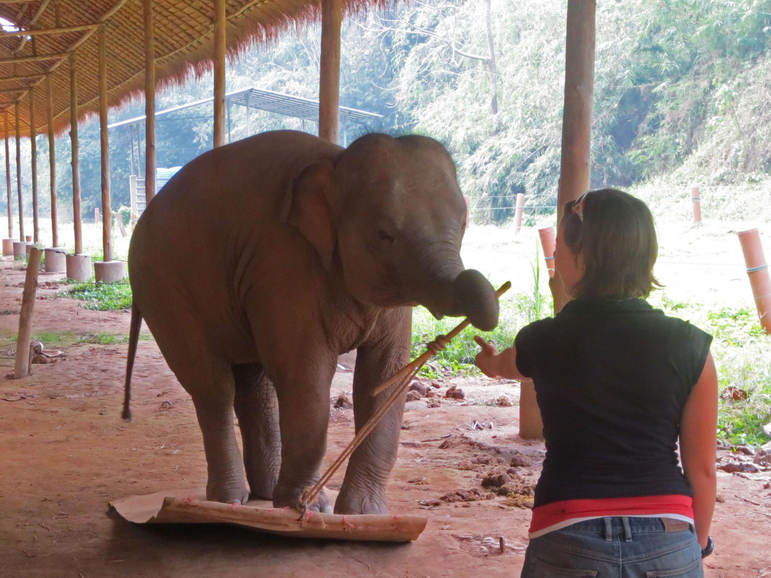 TIL - Elephants can recognize themselves in a mirror, and also passed a body awareness test. These two tests are very rarely passed by non-primates.