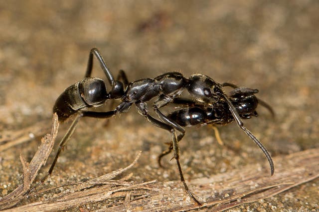 After a raid, a Matabele ant carries an injured mate back to the nest