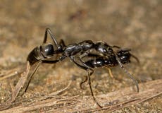 Ants rescue injured workers during wars with termites, study finds