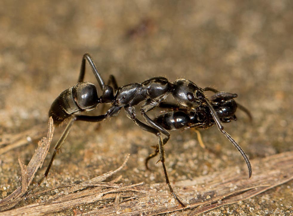 After a raid, a Matabele ant carries an injured mate back to the nest