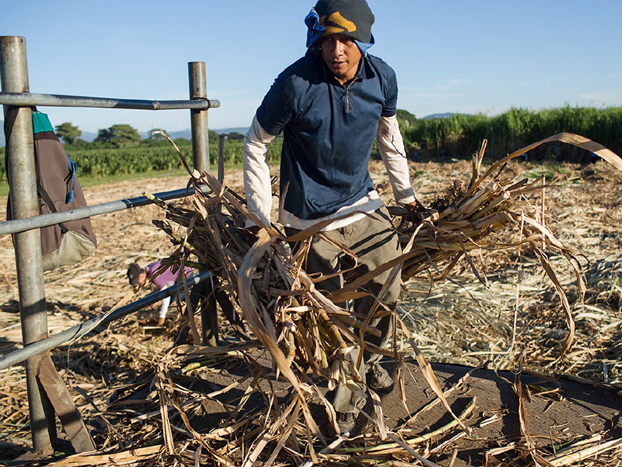 It is thought that heat stress and dehydration drive the production of fructose and vasopressin, which damages the kidney (© Brett Gundlock/Boreal Collective/Mosaic)