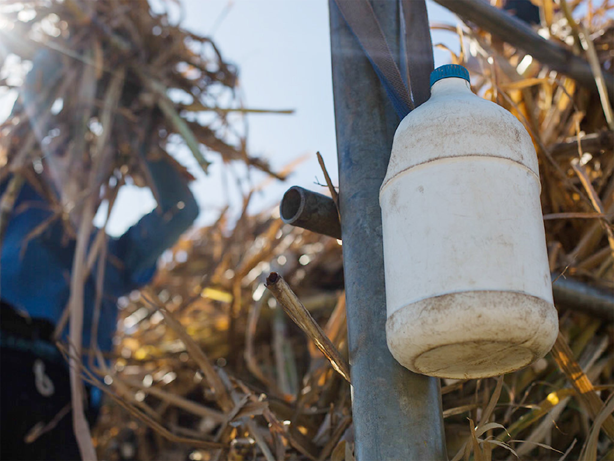 &#13;
25 per cent of Bajo Lempa inhabitants have chronic kidney disease (© Brett Gundlock/Boreal Collective/Mosaic)&#13;