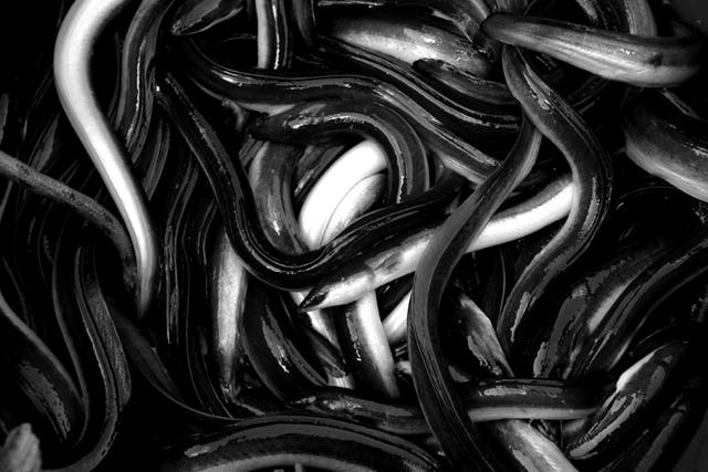 Live eels caught in the Messolongi lagoon in Greece