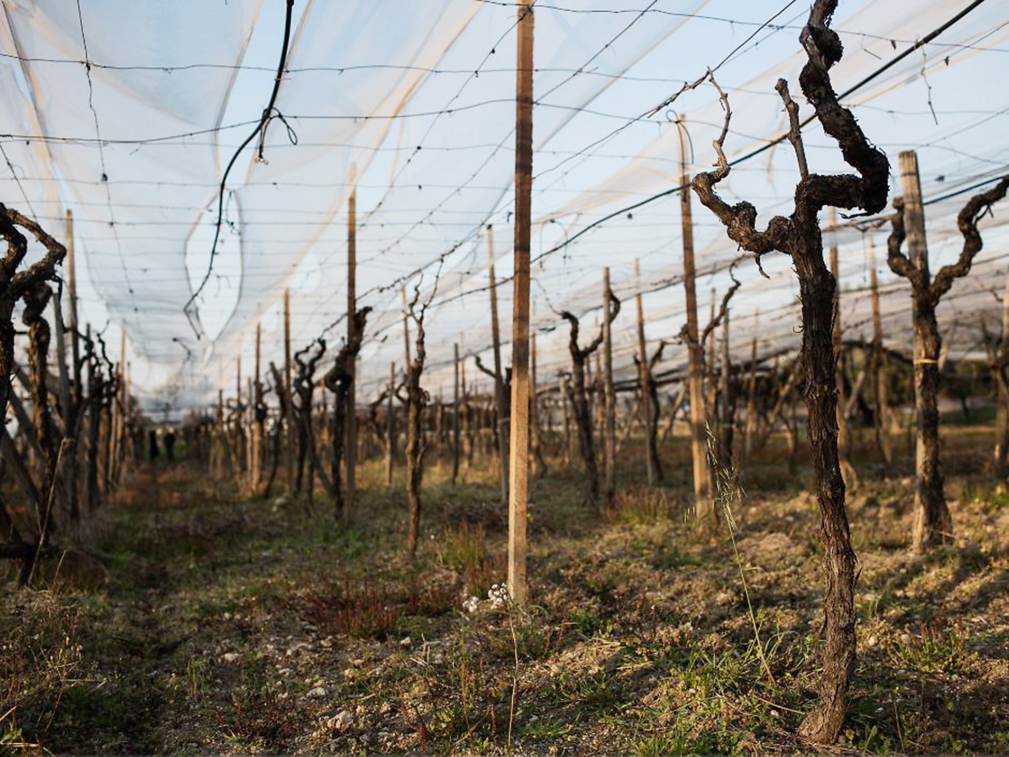 A vineyard during the off season in San Giorgio Ionico, Italy. The death of a vineyard worker prompted Italian legislators to take action, but exploitation is still disturbingly widespread