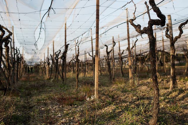 A vineyard during the off season in San Giorgio Ionico, Italy. The death of a vineyard worker prompted Italian legislators to take action, but exploitation is still disturbingly widespread