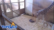 April the world-famous giraffe has finally given birth - in April