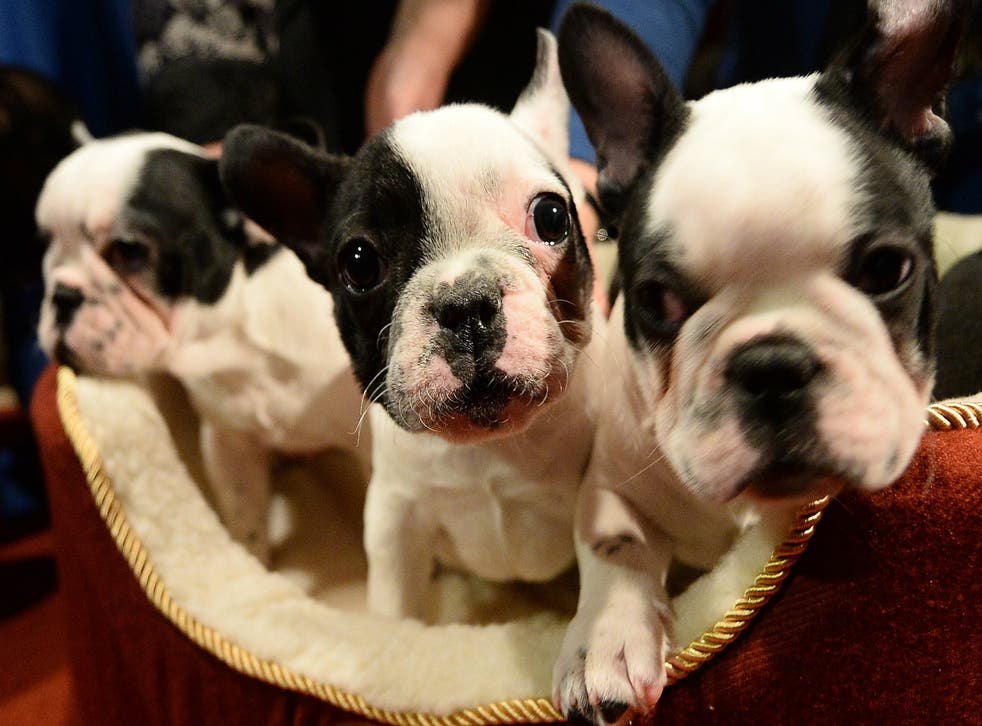 French Bulldogs expected to become UK's most popular dog in 2018