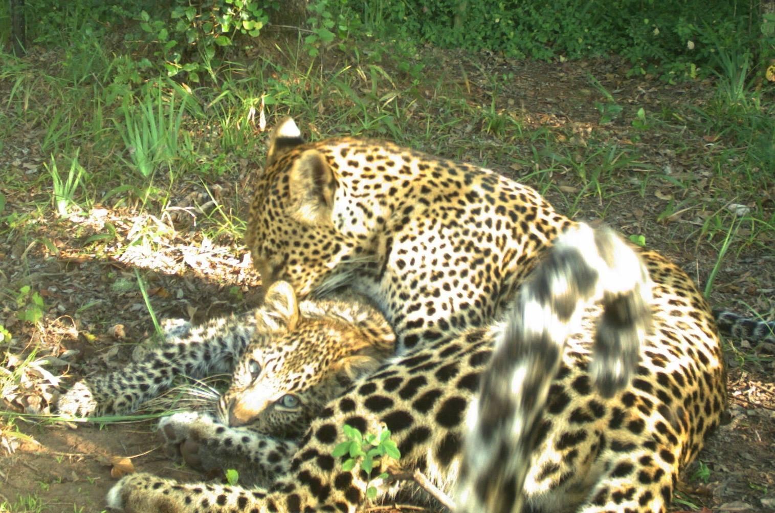 A leopard and cub in the Soutpansberg Mountains, South Africa, where the population has crashed amid illegal hunting