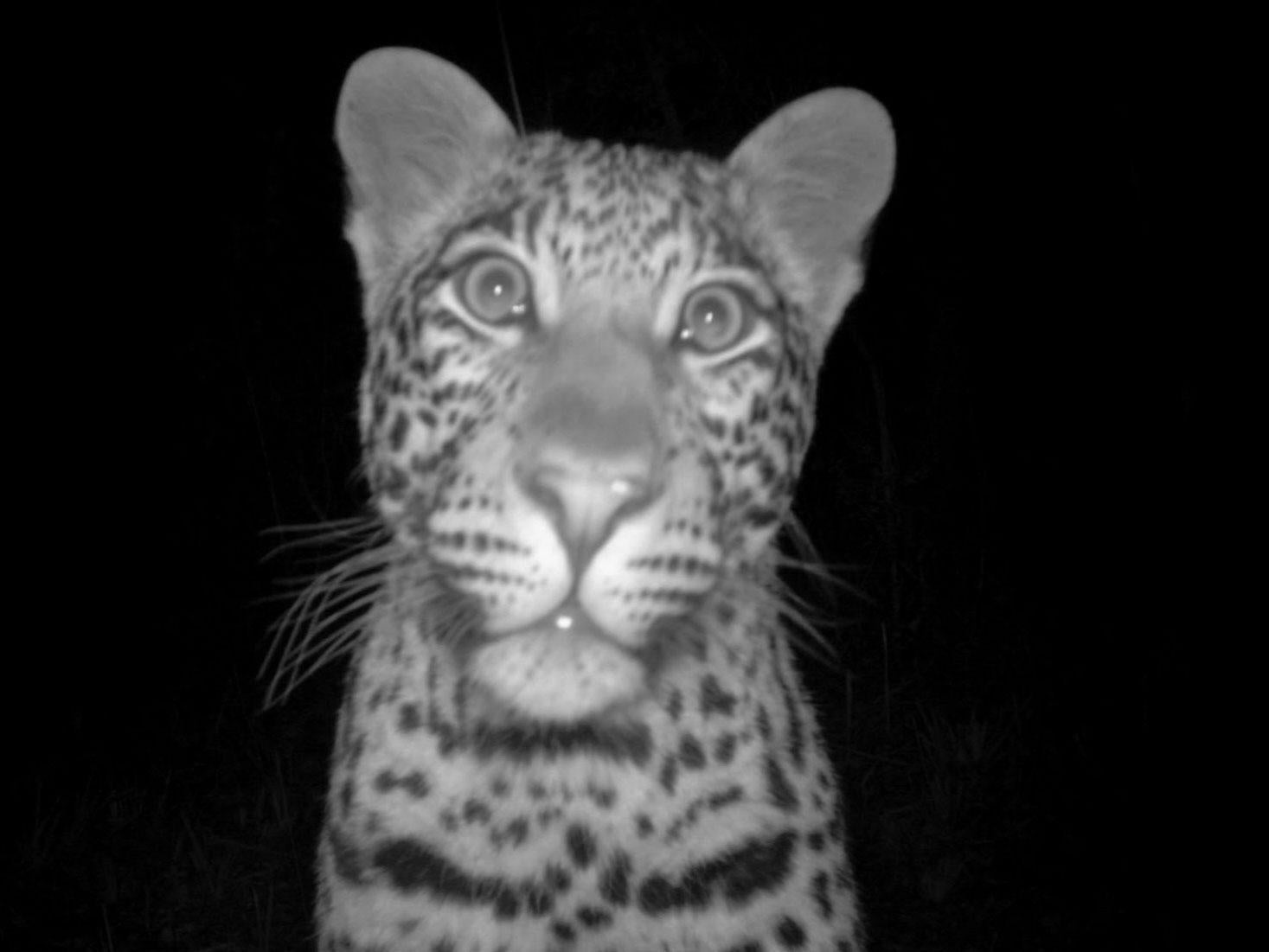 A leopard caught on a camera trap in the Soutpansberg Mountains of South Africa