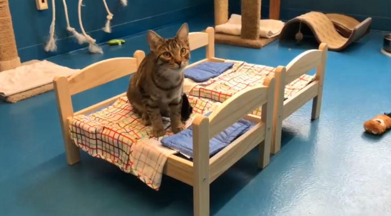 doll beds for cats