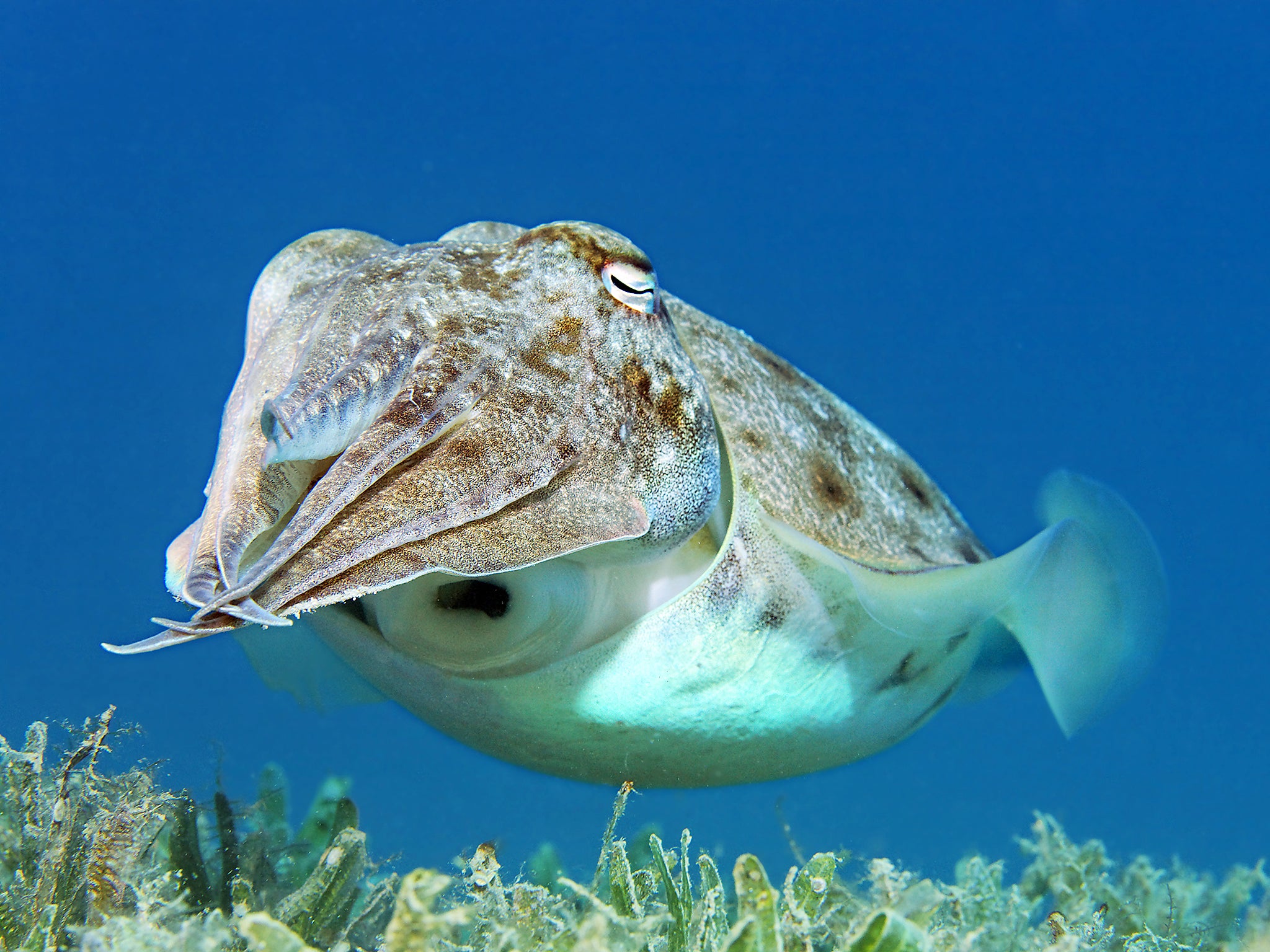 Cuttlefish, squid, and octopuses are an important example of advanced cognitive evolution in animals