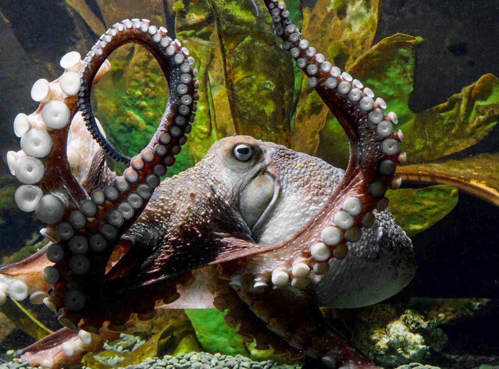 Inky the octopus made a great escape from his aquarium and stole away into the Pacific