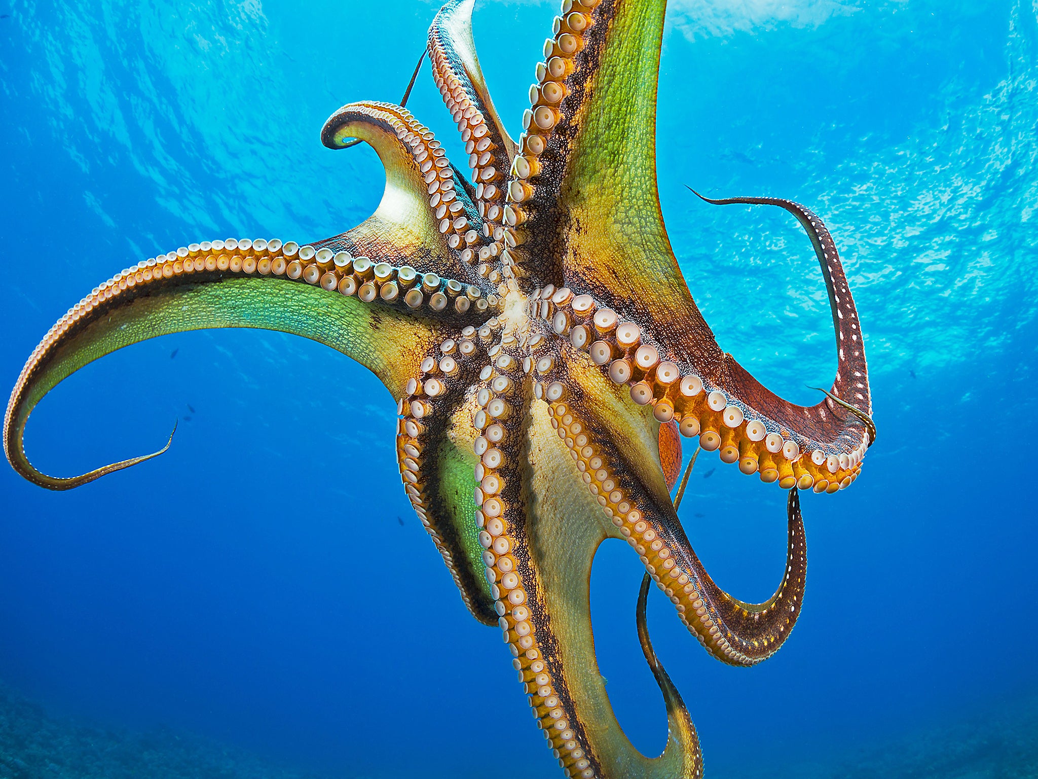 Octopuses can unscrew glass jars from the inside and solve other complex mechanical problems