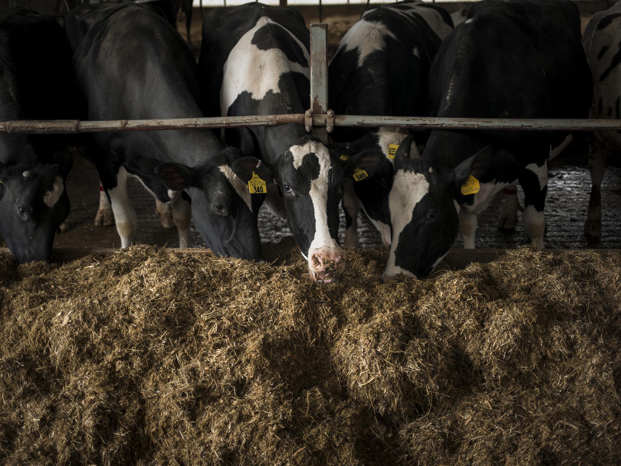 The Gartmans are afraid that they may one day need to auction off the herd of 120 Holsteins that live on the family farm