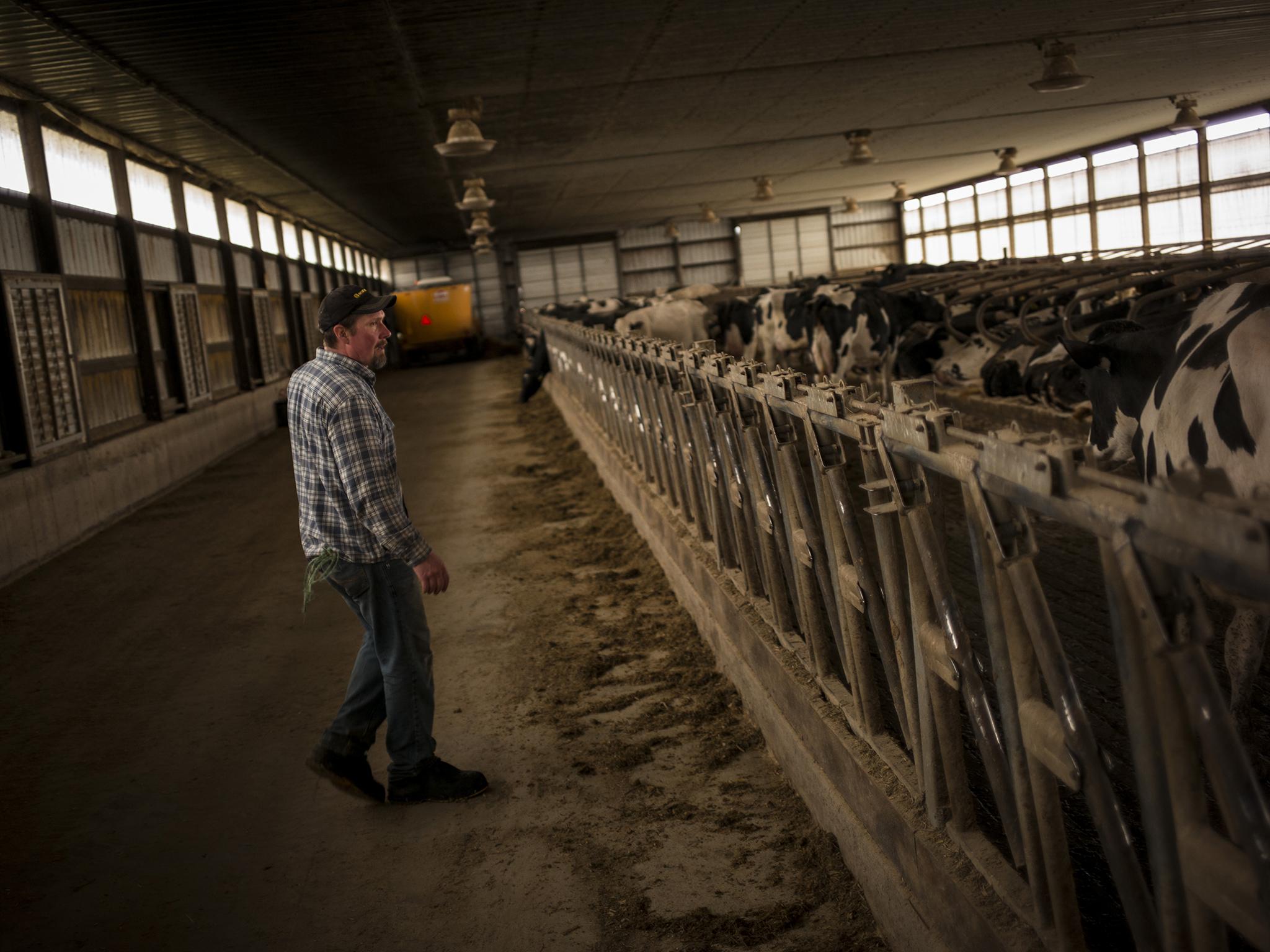 
Luke Gartman with his family's cows. His family have farmed here for generations 