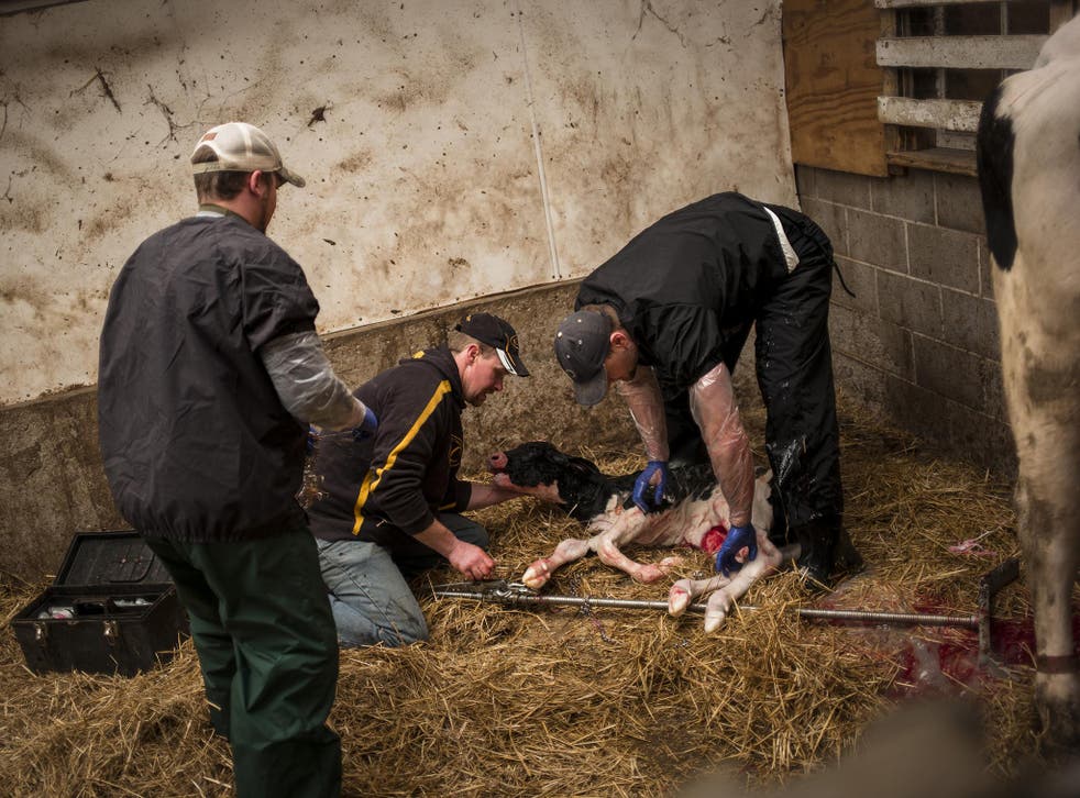 Do have a cow, man: Luke Gartman (centre) attend to a newborn calf at the family farm in Sheboygan, Wisconsin. He worries deeply for the future