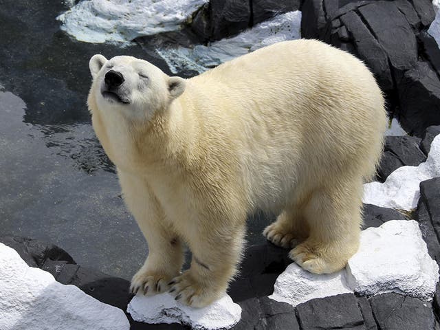 Szenja, a female polar bear who died unexpectedly at SeaWorld San Diego leaving staff bereft