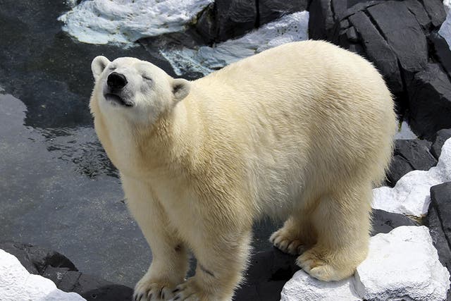 Szenja, a female polar bear who died unexpectedly at SeaWorld San Diego leaving staff bereft
