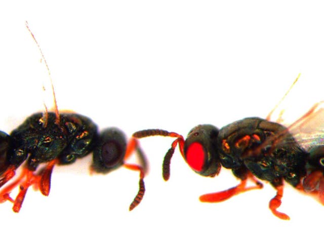 A red-eyed mutant jewel wasp stares at an unmodified companion with ordinary black eyes