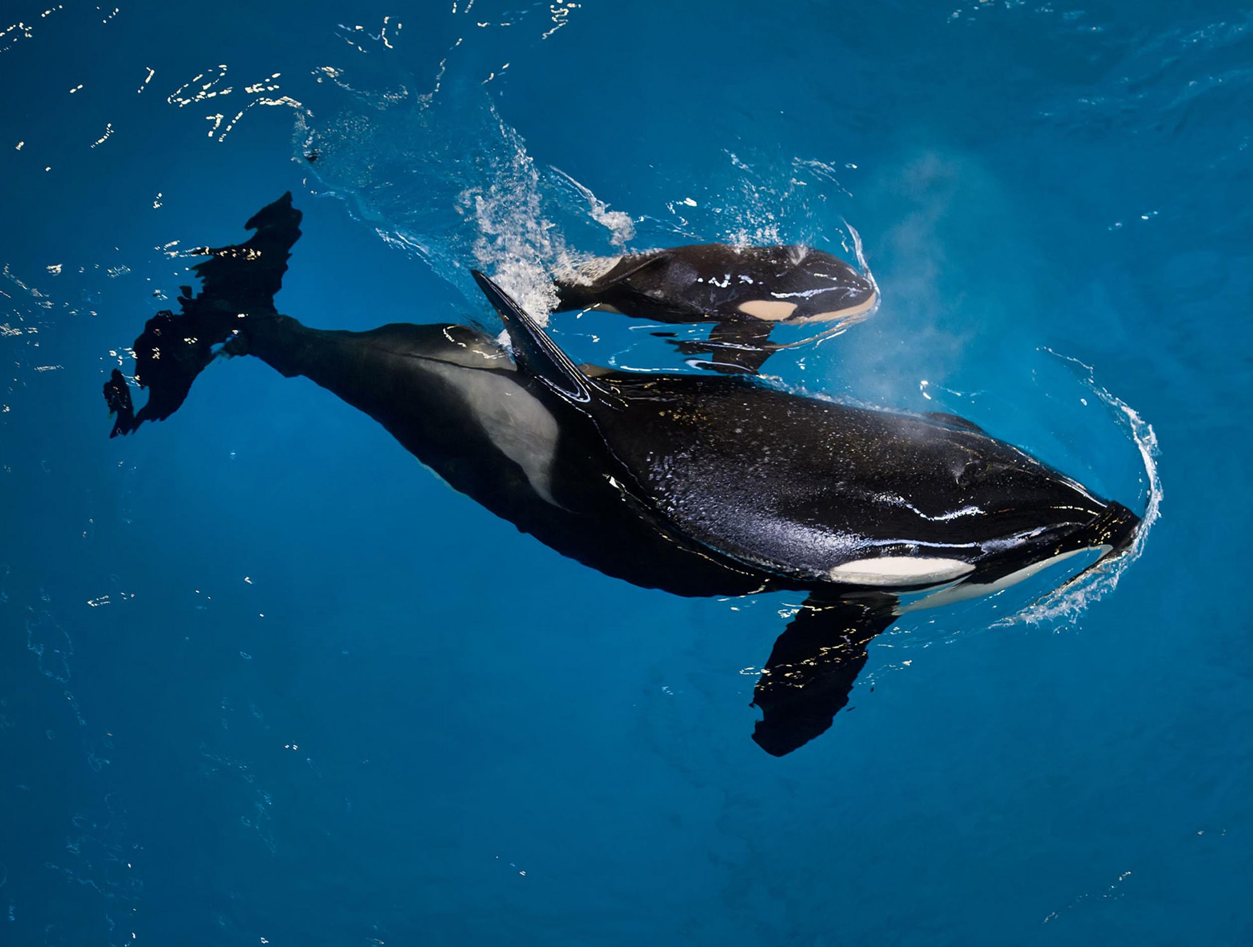 Mother Takara helps guide her newborn to the water's surface at SeaWorld San Antonio on Wednesday