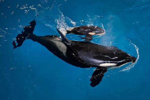 Mother Takara helps guide her newborn to the water's surface at SeaWorld San Antonio on Wednesday
