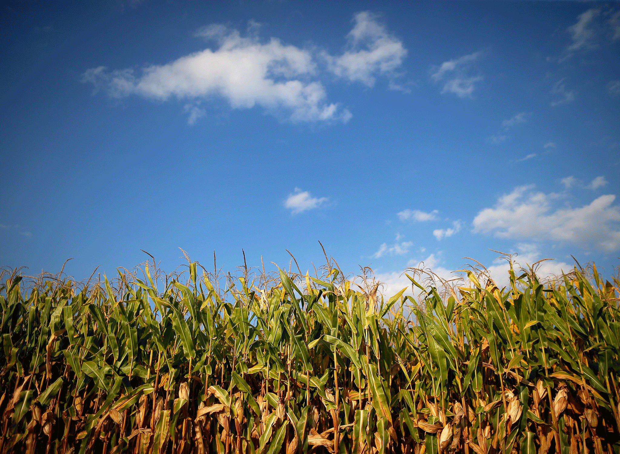 Dow Chemical pushes Trump to ignore pesticide damage to animals