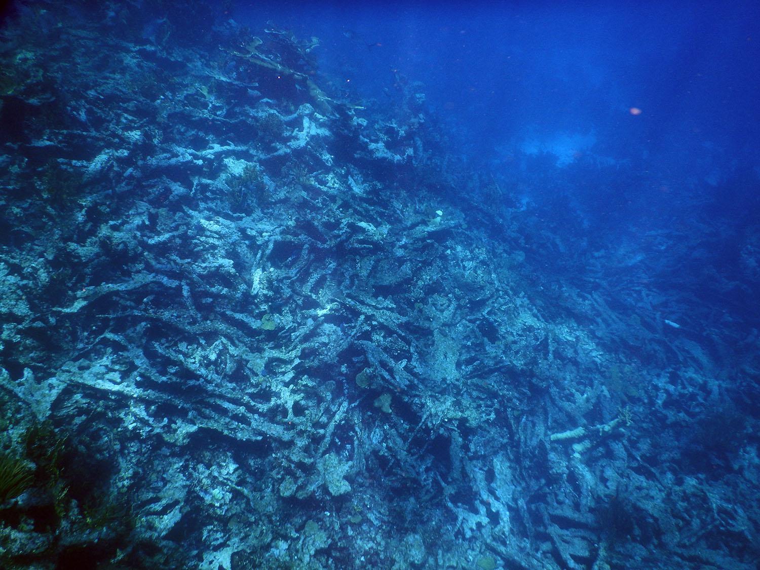 Dead Elkhorn coral near Buck Island in the US Virgin Islands. As coral reef structure degrades, valuable habitat for marine life is lost and nearby coastlines become more susceptible to storms, waves and erosion