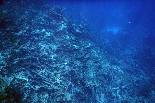 Dead Elkhorn coral near Buck Island in the US Virgin Islands. As coral reef structure degrades, valuable habitat for marine life is lost and nearby coastlines become more susceptible to storms, waves and erosion